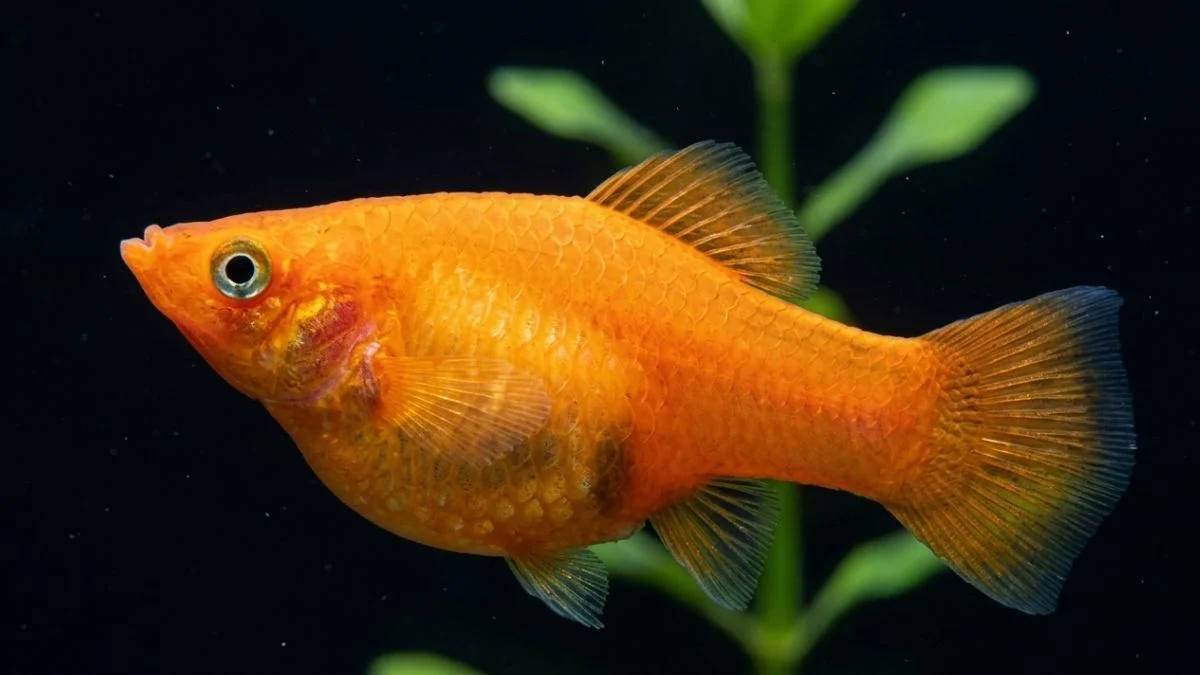 Gambar ikan molly hamil yang cocok untuk artikel cara agar ikan molly cepat melahirkan