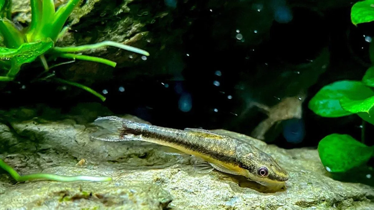 Gambar ikan otocinclus