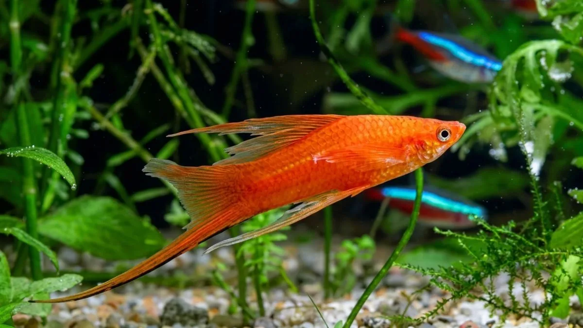 Gambar ikan platy pedang