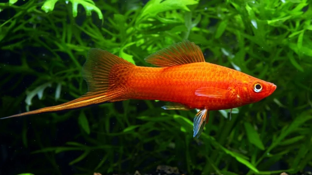 Gambar ikan platy pedang