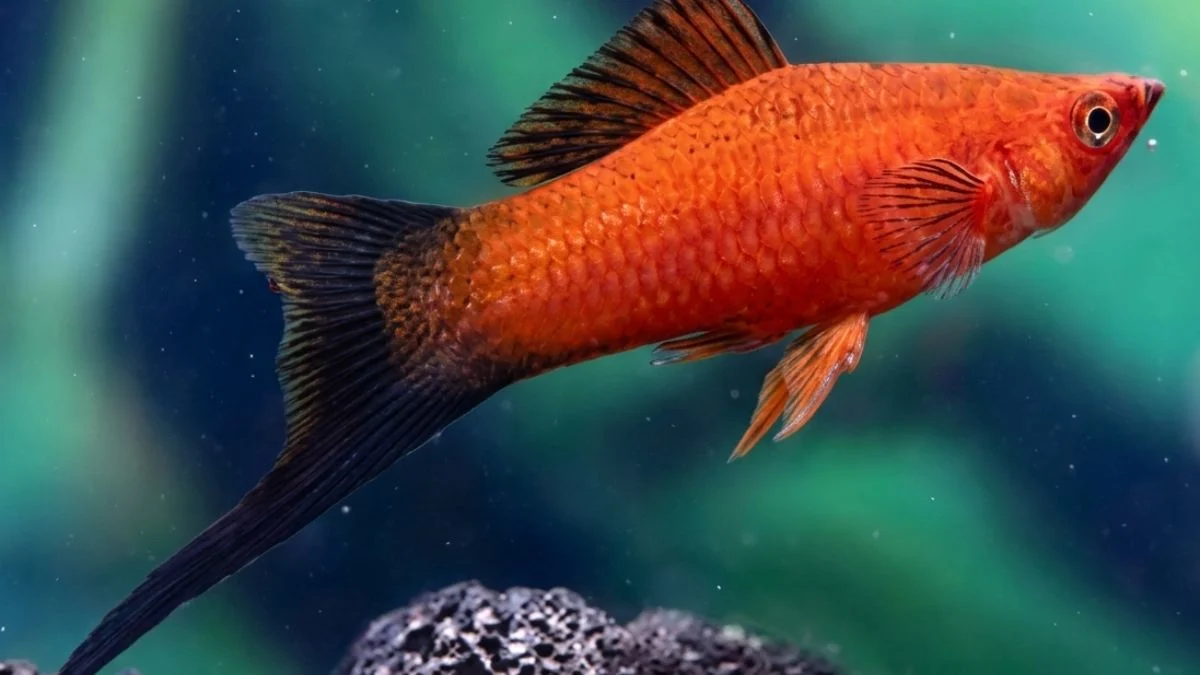 Gambar ikan platy pedang