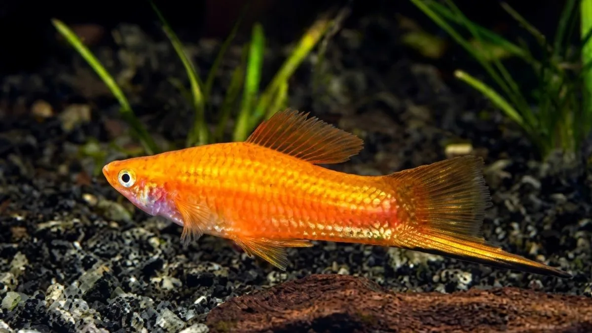gambar-ikan-platy-pedang (13) Gambar ikan platy pedang