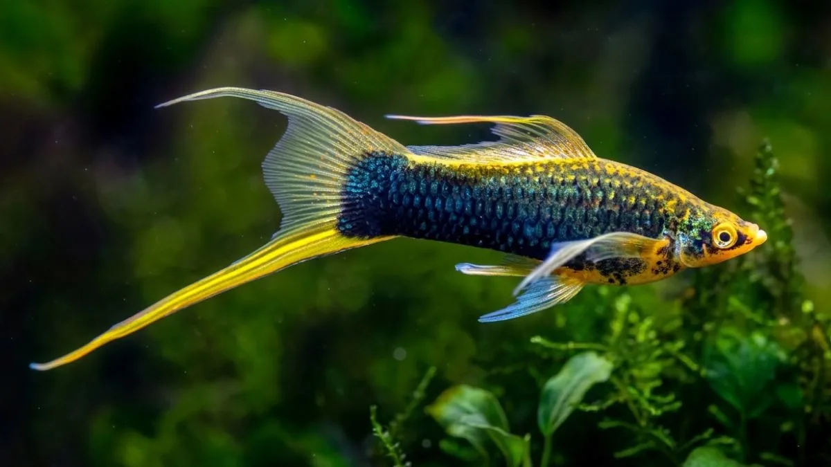 Gambar ikan platy pedang
