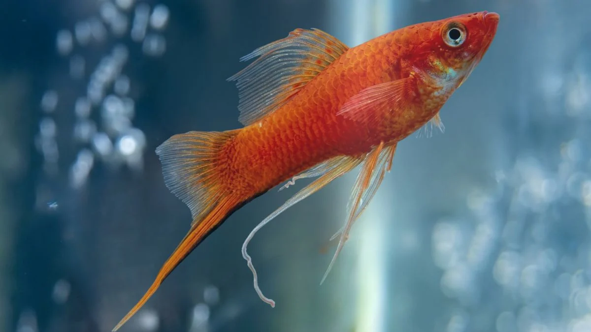 Gambar ikan platy pedang