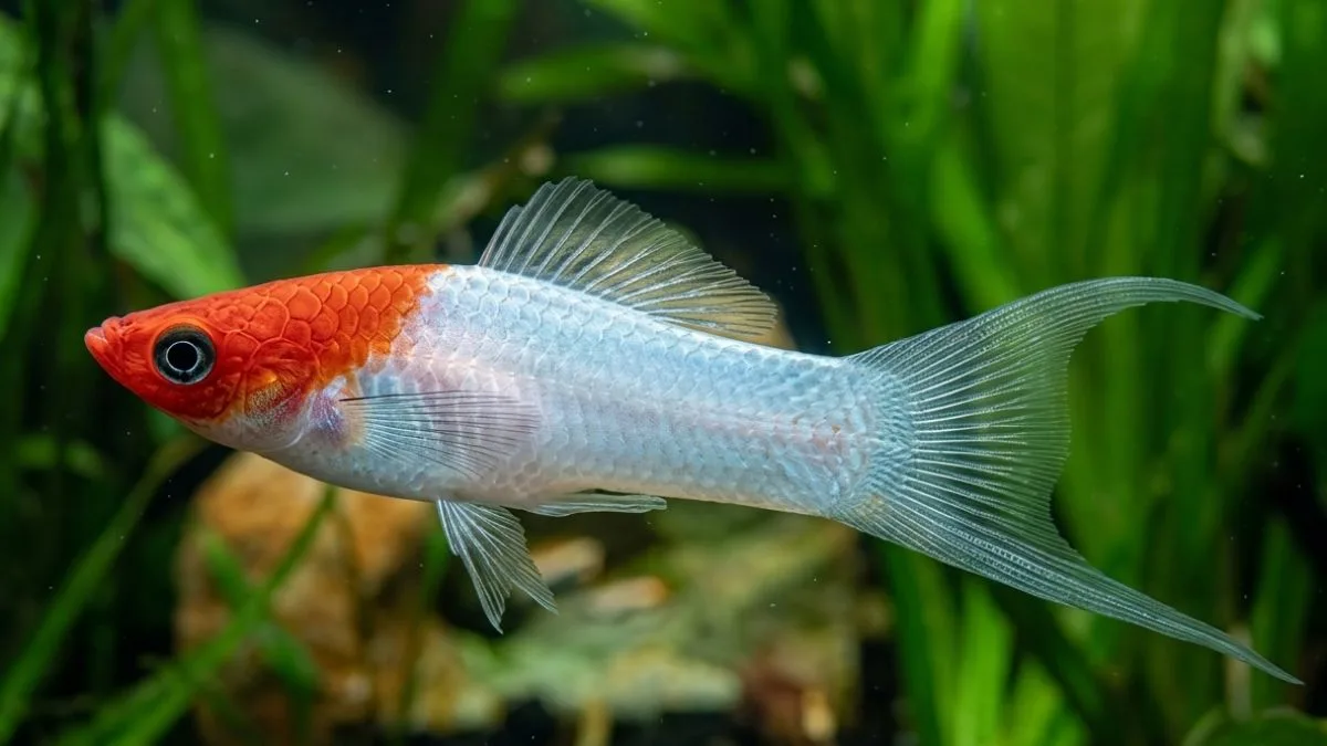 Gambar ikan platy pedang