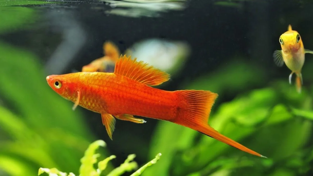 Gambar ikan platy pedang