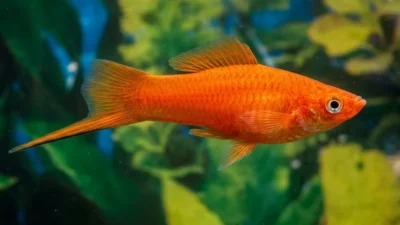 Gambar ikan platy pedang
