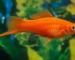 Gambar ikan platy pedang