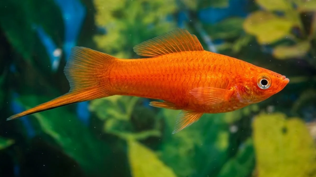 Gambar ikan platy pedang