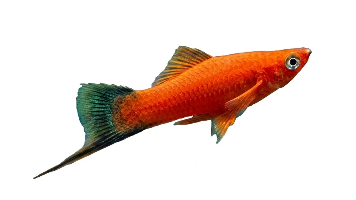 Gambar ikan platy pedang