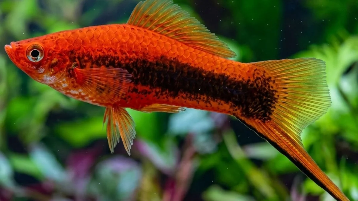 Gambar ikan platy pedang