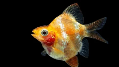 Gambar ikan sumatra balon