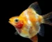 Gambar ikan sumatra balon