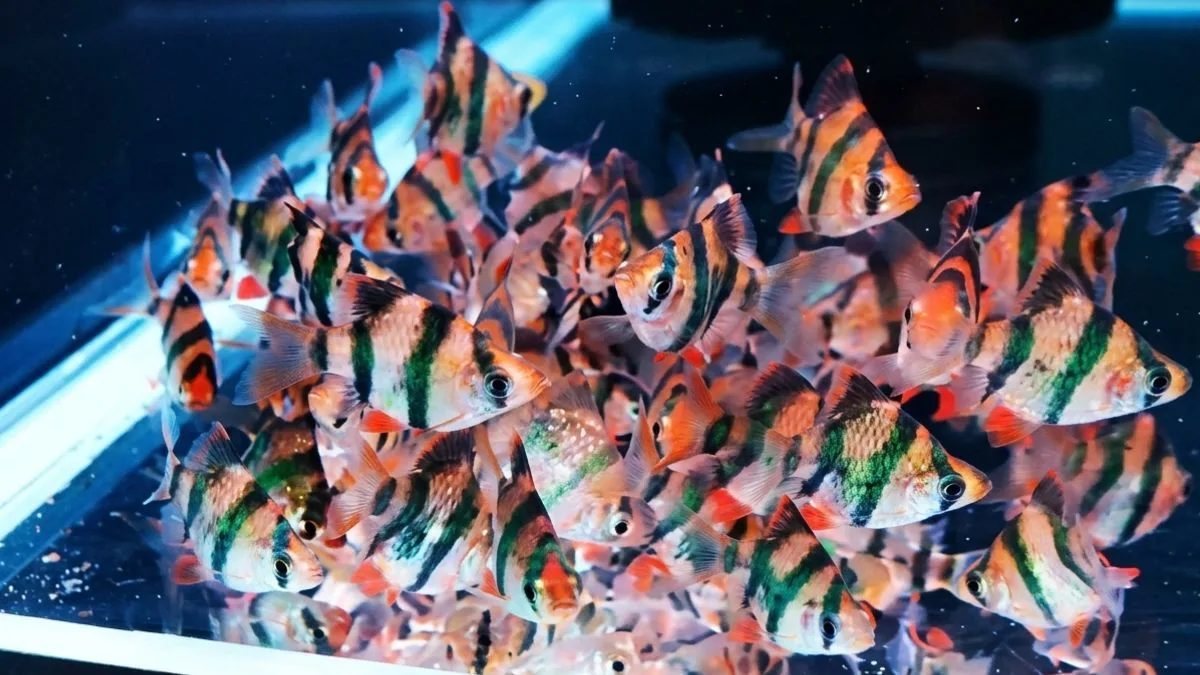 gambar-ikan-sumatra-balon (11) Gambar ikan sumatra balon