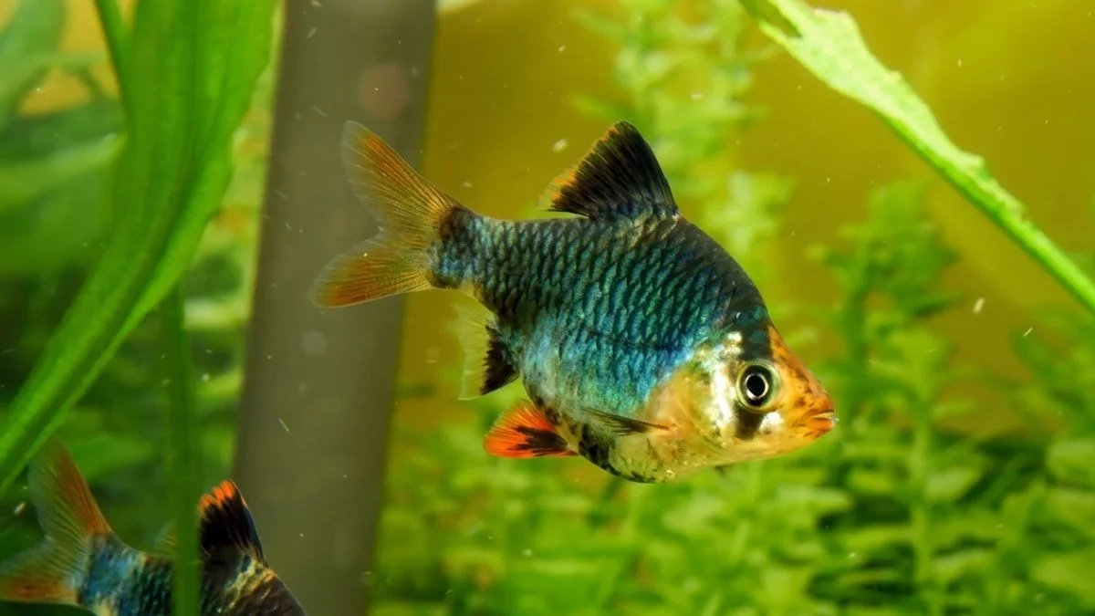 gambar-ikan-sumatra-balon (12) Gambar ikan sumatra balon
