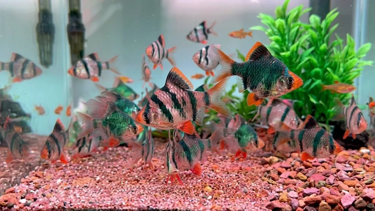 gambar-ikan-sumatra-balon (13) Gambar ikan sumatra balon