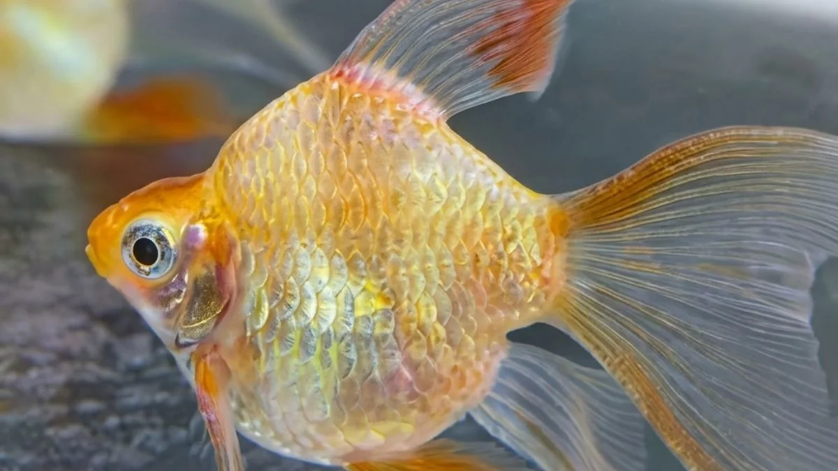 gambar-ikan-sumatra-balon (2) Gambar ikan sumatra balon