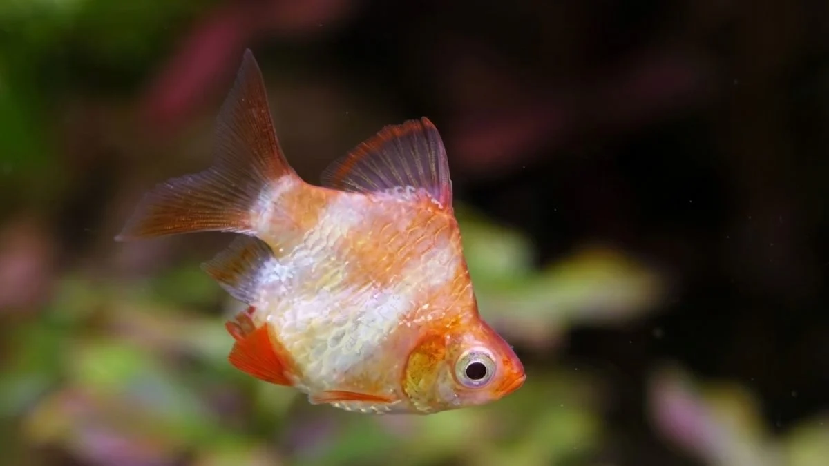 gambar-ikan-sumatra-balon (5) Gambar ikan sumatra balon