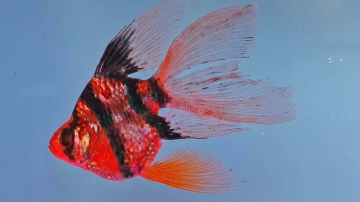 gambar-ikan-sumatra-balon (6) Gambar ikan sumatra balon