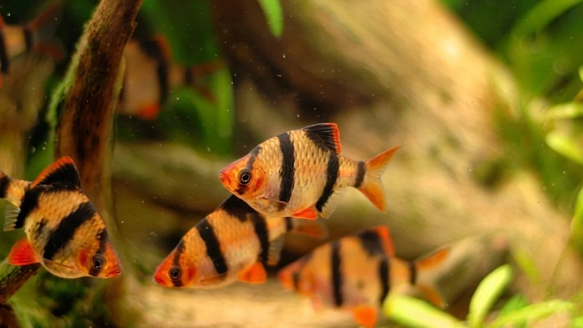 gambar-ikan-sumatra-balon (9) Gambar ikan sumatra balon