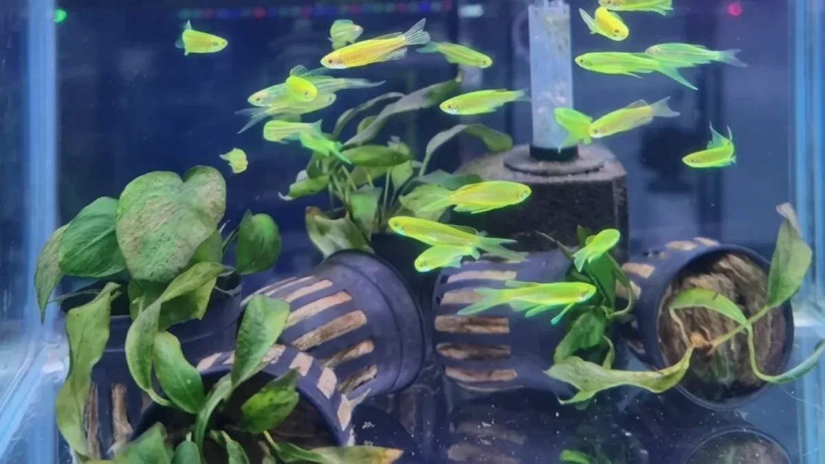 gambar-ikan-zebra-danio-slayer Gambar ikan zebra danio slayer hijau