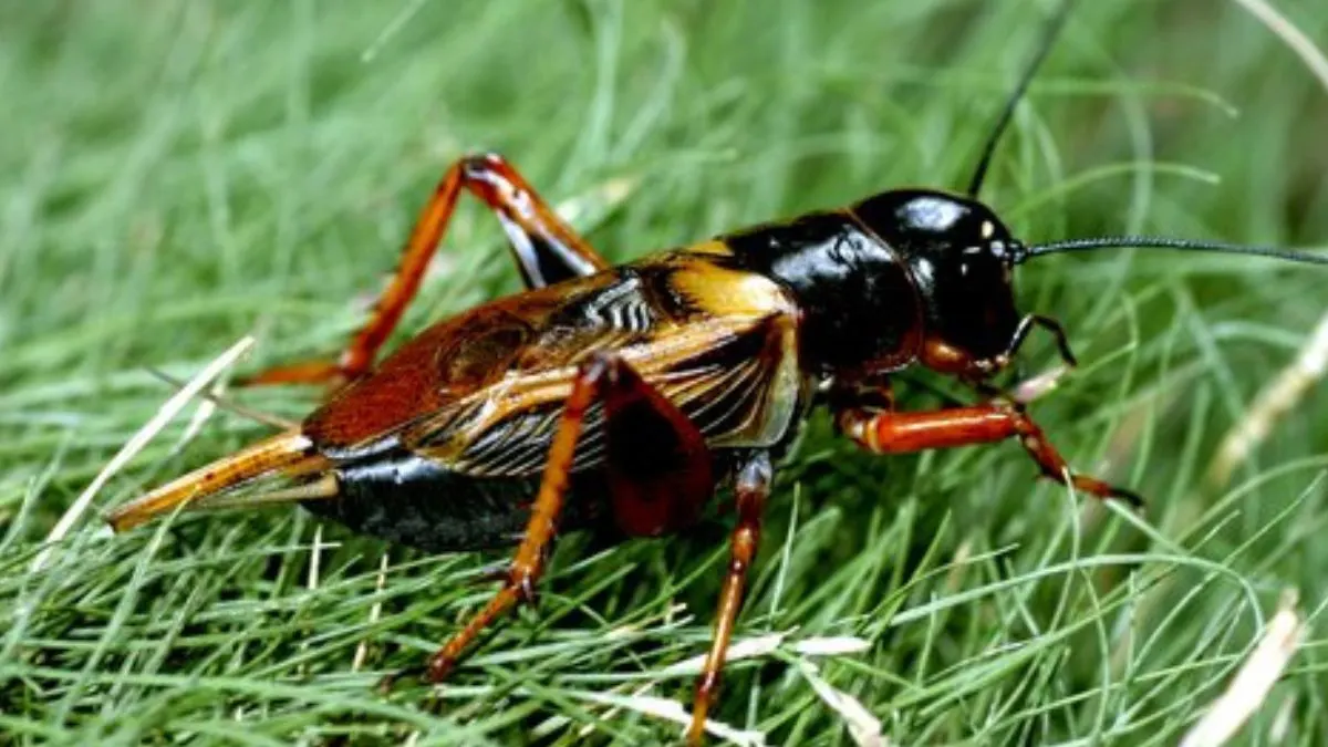 Gambar jengkrik makanan ikan predator