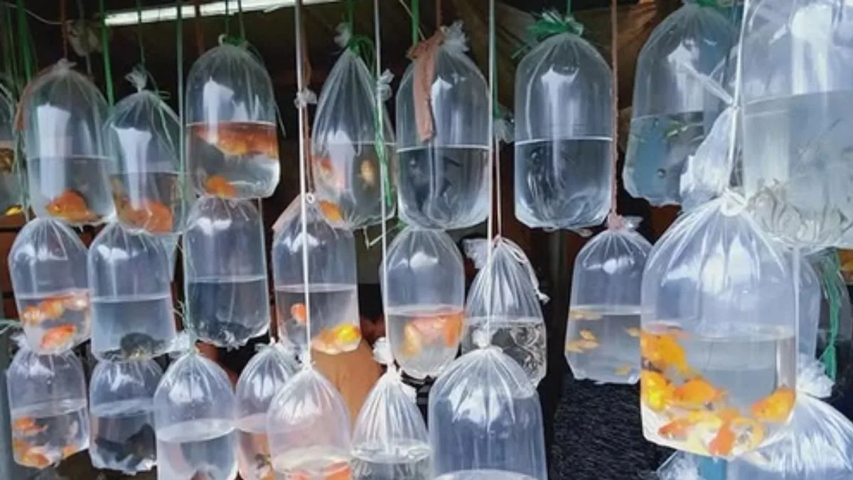 Gambar pasar ikan hias