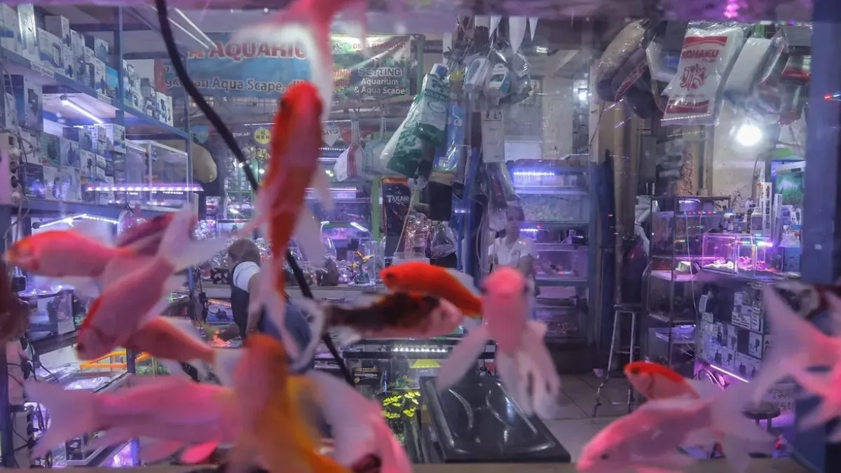 Gambar pasar ikan hias