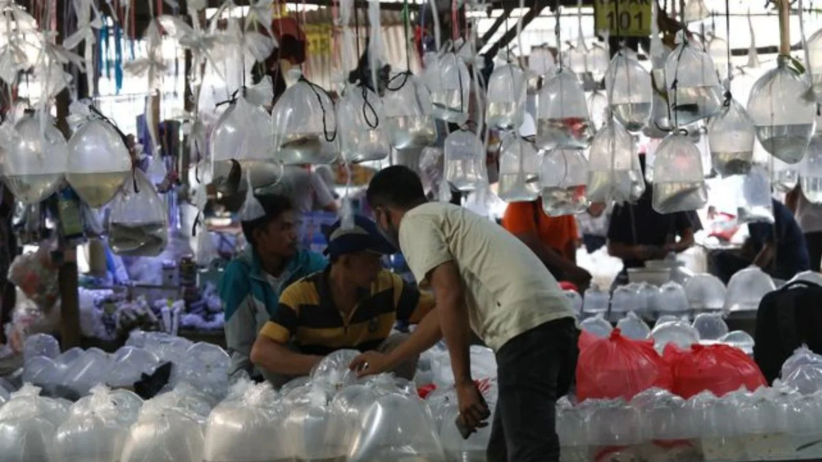 pasar ikan hias parung