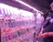 Gambar pasar ikan hias mastrip