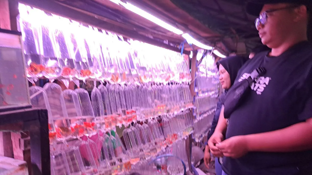 Gambar pasar ikan hias mastrip