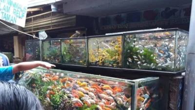 Gambar pasar ikan hias splendid