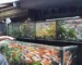 Gambar pasar ikan hias splendid