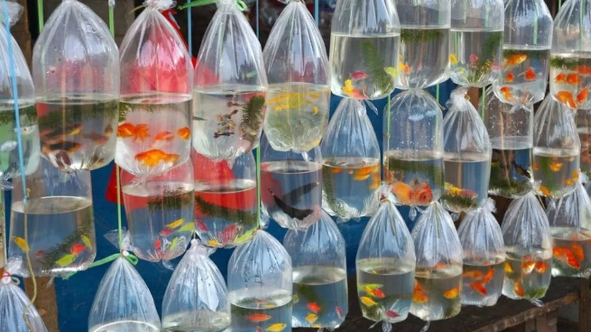 Gambar pasar ikan hias