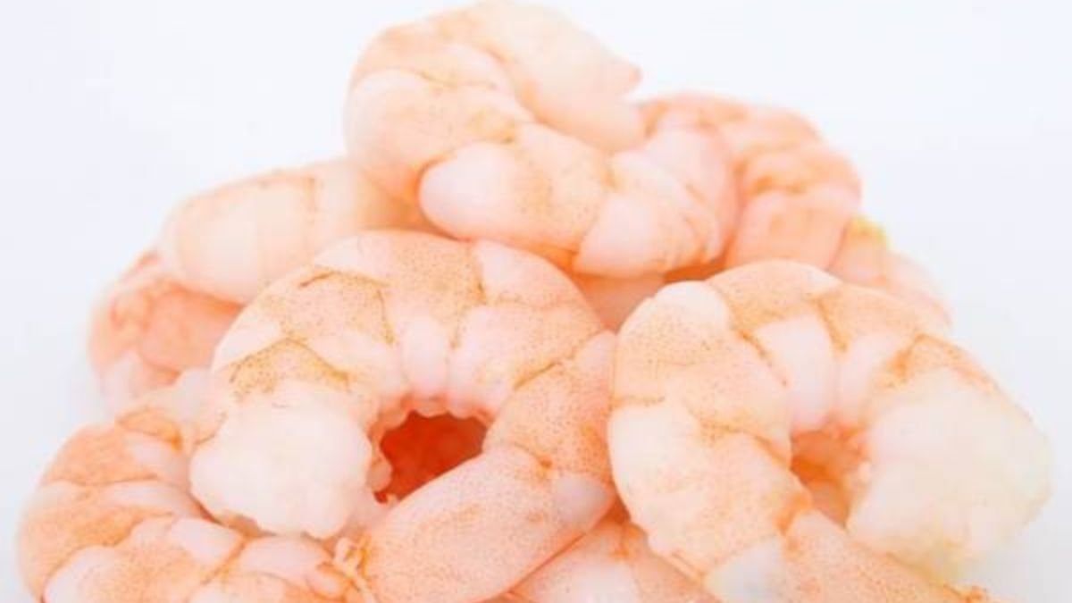Gambar udang makanan ikan predator