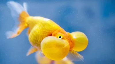 Gambar ikan koki mata balon