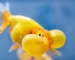 Gambar ikan koki mata balon