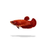 Cupang Plakat Super Red Betina