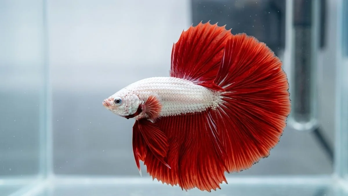 gambar-cupang-red-dragon (10) Cupang red dragon