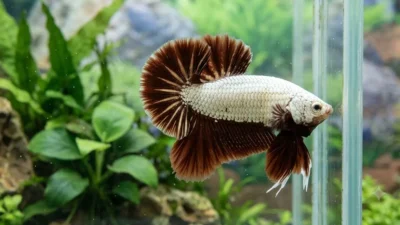 Cupang red dragon