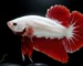 Cupang red dragon