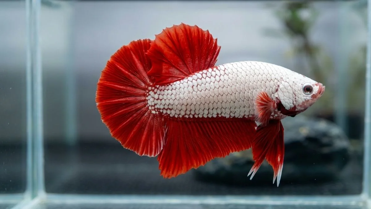gambar-cupang-red-dragon (7) Cupang red dragon
