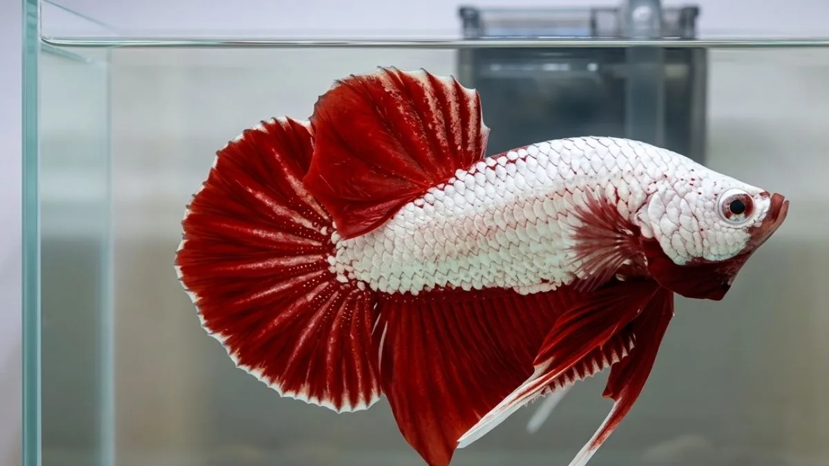 gambar-cupang-red-dragon (8) Cupang red dragon