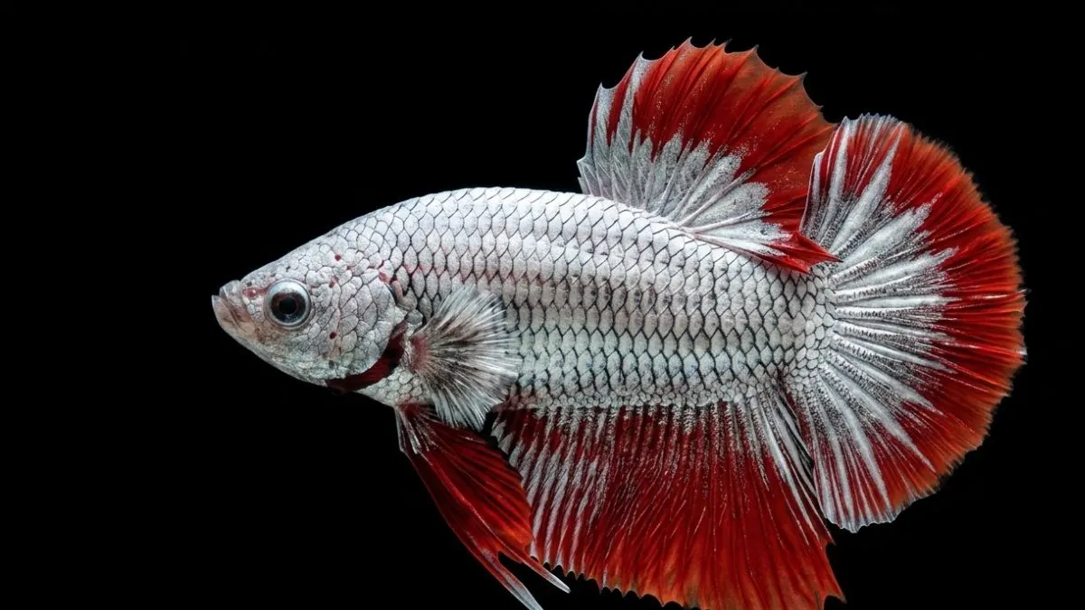gambar-cupang-red-dragon (9) Cupang red dragon