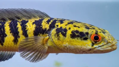 Gambar ikan channa maru ys