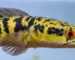 Gambar ikan channa maru ys