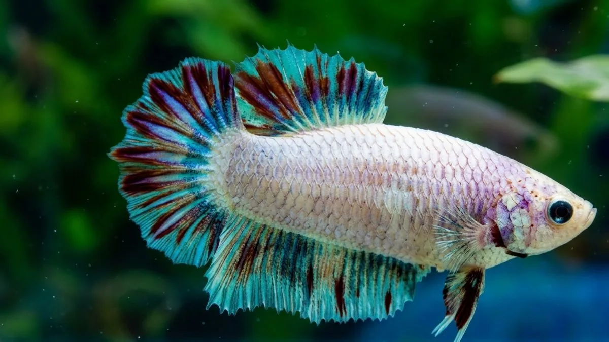 Gambar ikan cupang betina