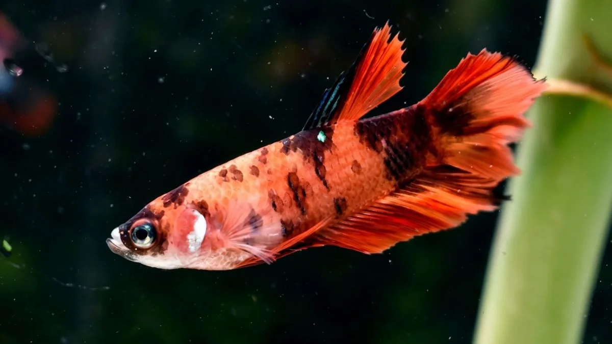 Gambar ikan cupang betina