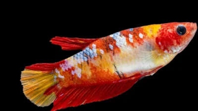 Gambar ikan cupang betina