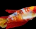 Gambar ikan cupang betina